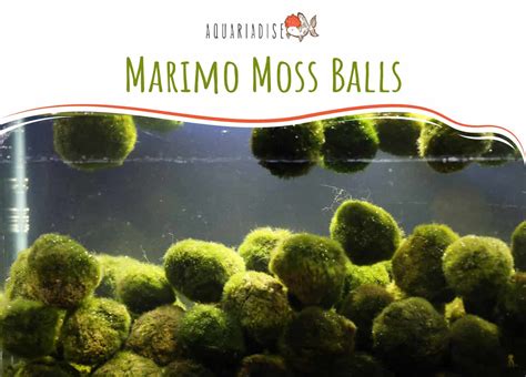 How to Take Care of Marimo Balls. Marimo moss ball, Marimo, Moss ball