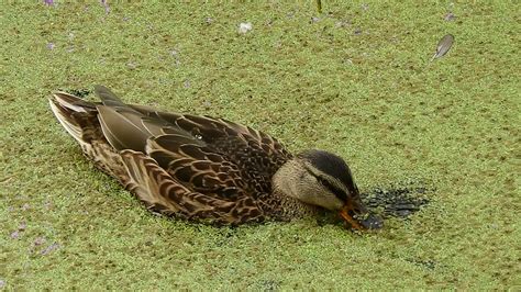 Duckweed Control How To Get Rid Of Duckweed In Pond