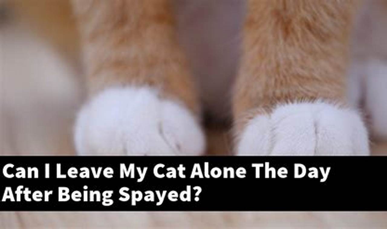 can i leave my cat alone after being spayed