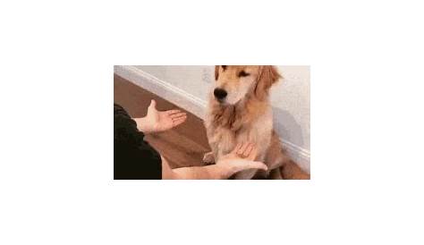 Pets GIF - Find & Share on GIPHY