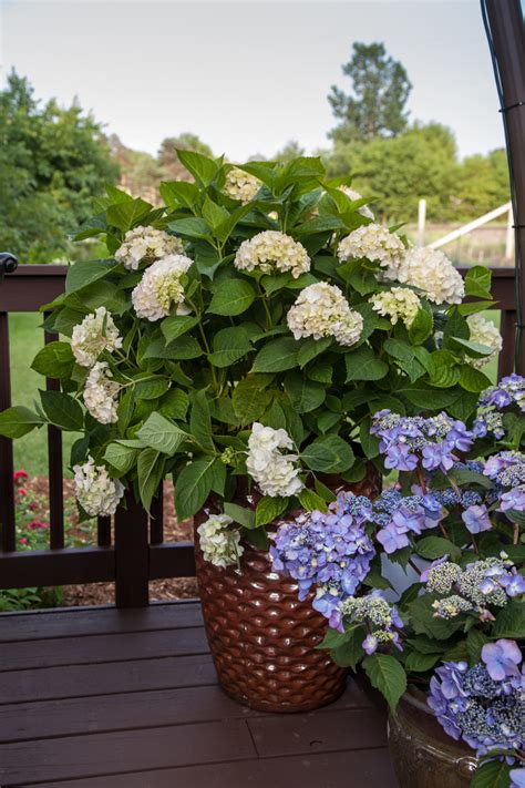 How to Plant Hydrangea Pots Planting hydrangeas, Hydrangea potted, Plants