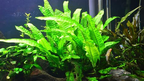 Java Fern Care Your Guide To The Easiest Aquatic Plant My Aquarium Club