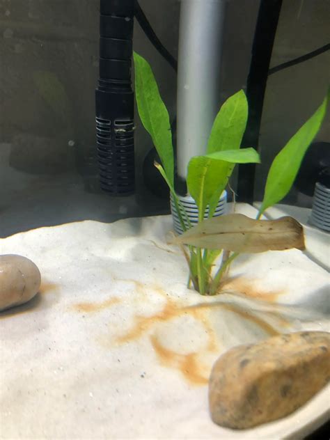 How to Grow and Maintain Java Fern for your Aquarium Sproutabl