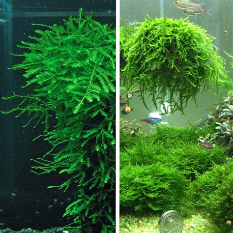 Christmas Moss Vs. Java Moss Which One to Choose? Fish Tank Master