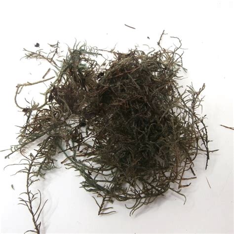 Preserved Java Moss Green Dried and Preserved Moss Dried Etsy