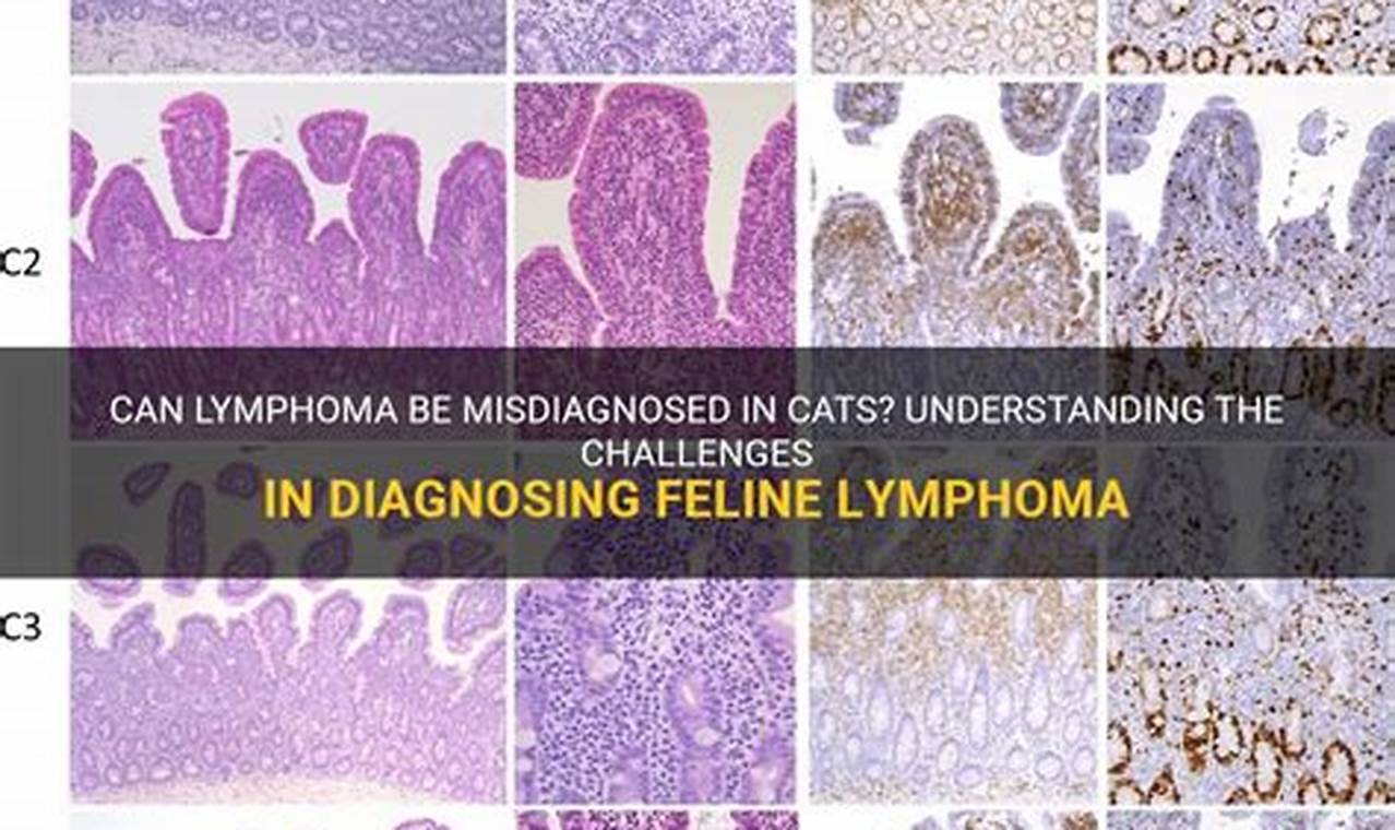 can lymphoma be misdiagnosed in cats