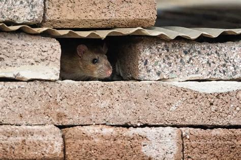 Top 21 How To Stop Rats Climbing Walls All Answers Chewathai27