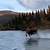 can moose run on top of water
