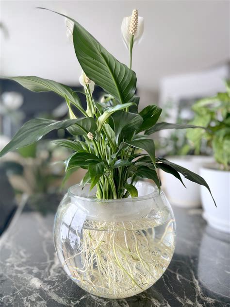 Can Peace Lily Grow In Water
