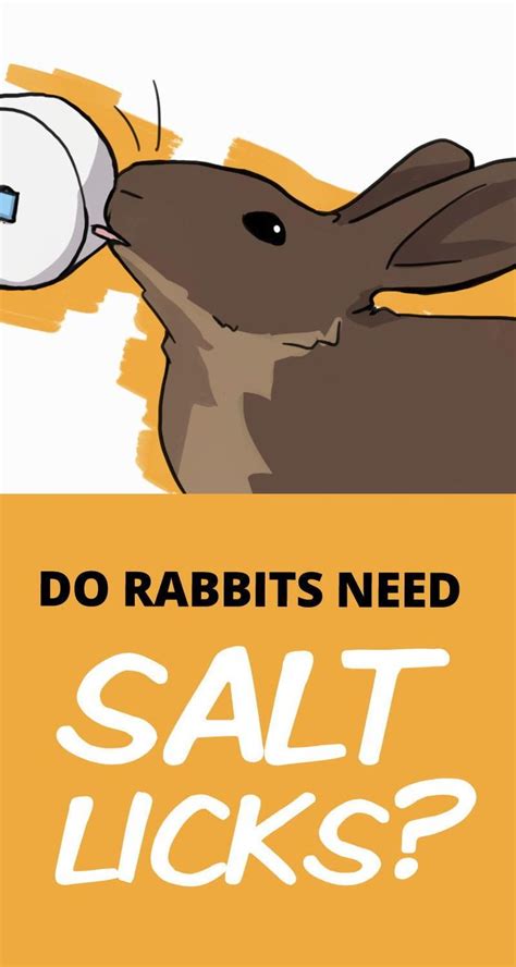 Can Salt Kill Rabbits What Foods Can Kill A Rabbit Petsial So is