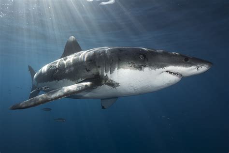 just a friendly great white shark saying hello pics
