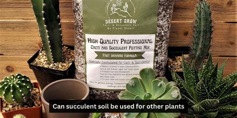 Best Soil for Succulents DIY