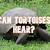 can tortoises hear