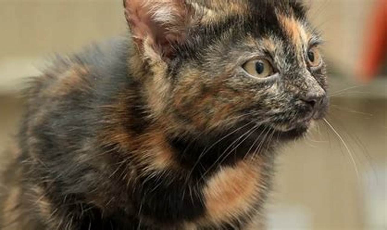 can tortoiseshell cats be male