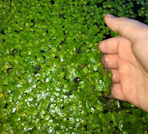 40 Giant Duckweed Spirodela polyrhiza Live Floating Plants Etsy