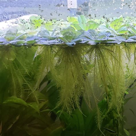 Water Lettuce Aquarium Water Ionizer