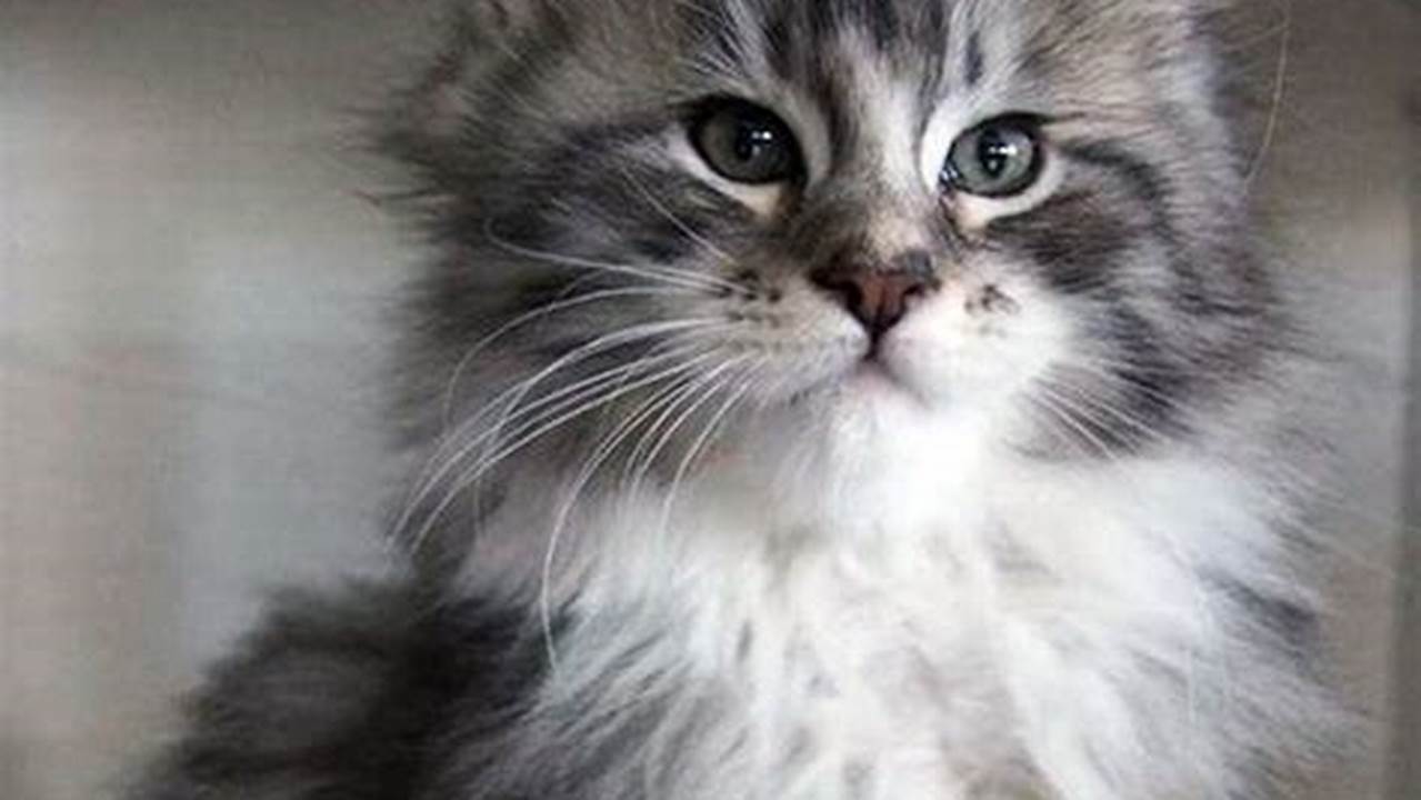 Can You Adopt A Maine Coon Cat?
