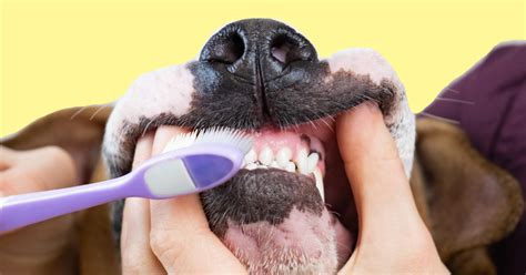 How Often Should You Brush Your Dog's Teeth Using Baking Soda