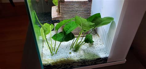 Anubias Nana Rot In Rhizome And Leaf. What Can I Do? My Aquarium Club