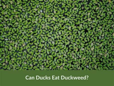 Scientists And Startups Want You To Start Eating...Duckweed? Modern