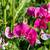can you eat wild sweet peas