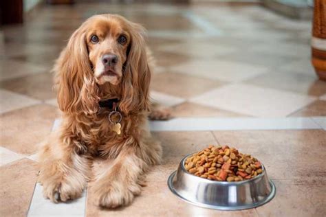 Can You Freeze Fresh Pet Dog Food