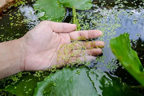 Duckweed Control 7 Ways To Get Rid of Duckweed In Pond Pond Wiki