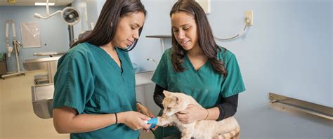 Veterinary Medicine Scholarships The University Network Veterinary