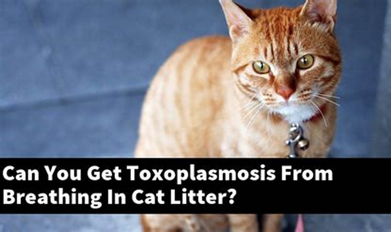 can you get toxoplasmosis from breathing in cat litter