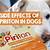 can you give a dog piriton tablets