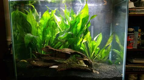 Pin by Natural Aquarium Elements on Planted Aquariums Freshwater