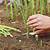can you grow asparagus from cuttings