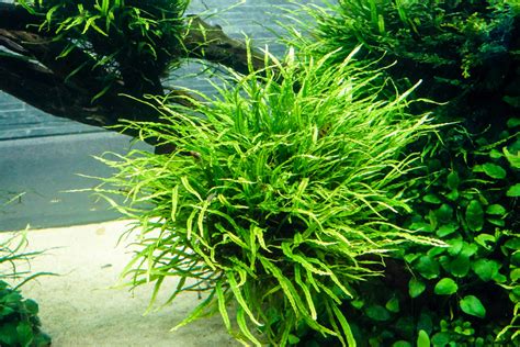 Java Fern Out of Water The Planted Tank Forum