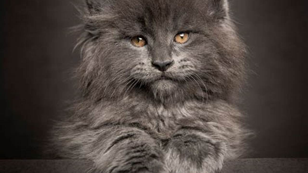 Can You Have A Maine Coon Cat In California