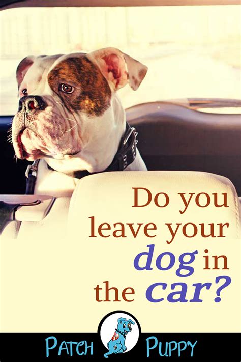 Why It’s Essential to Keep Your Dog Cool in the Car
