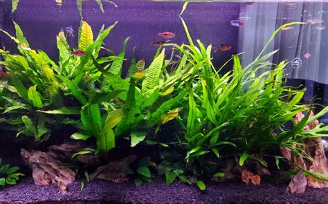 Java Fern (Pot included) Pets and Life