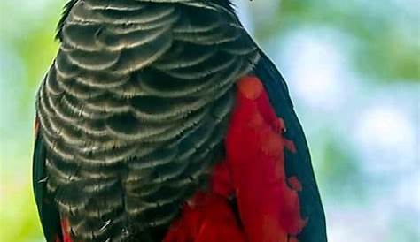 Uncover The Enigma: Can Dracula Parrots Grace Texas Homes?