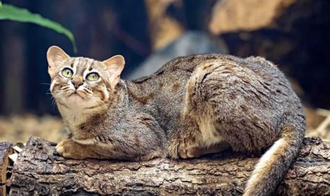 can you own a rusty spotted cat