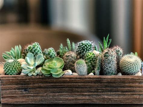 What You Need to Know About Growing Cactus VS Growing Succulents HubPages