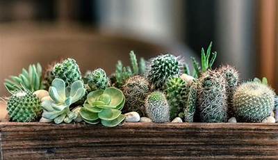 Can You Plant Cactus And Succulents Together