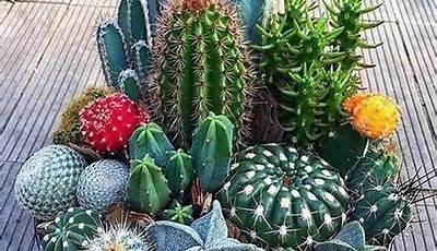 Can You Plant Cactus Outside Uk