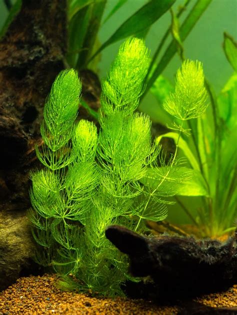 Hornwort / Coontail 10 stems Submerged Cottage