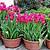 can you plant tulip bulbs in the spring