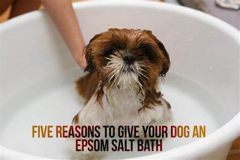How to Give a Dog an Epsom Salt Bath Epsom salt bath, Epsom salt