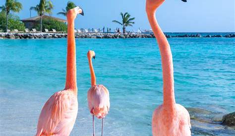 Flamingos form lasting friendships, a new study finds