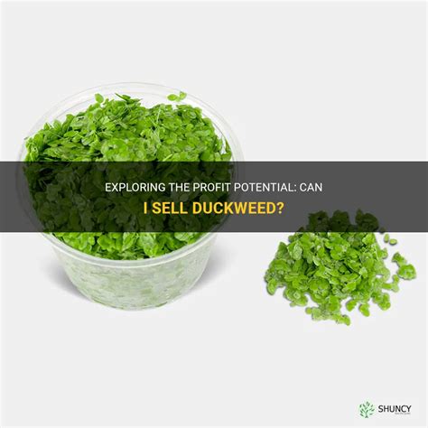 Giant Duckweed For Sale!! for Sale in Fullerton, CA OfferUp
