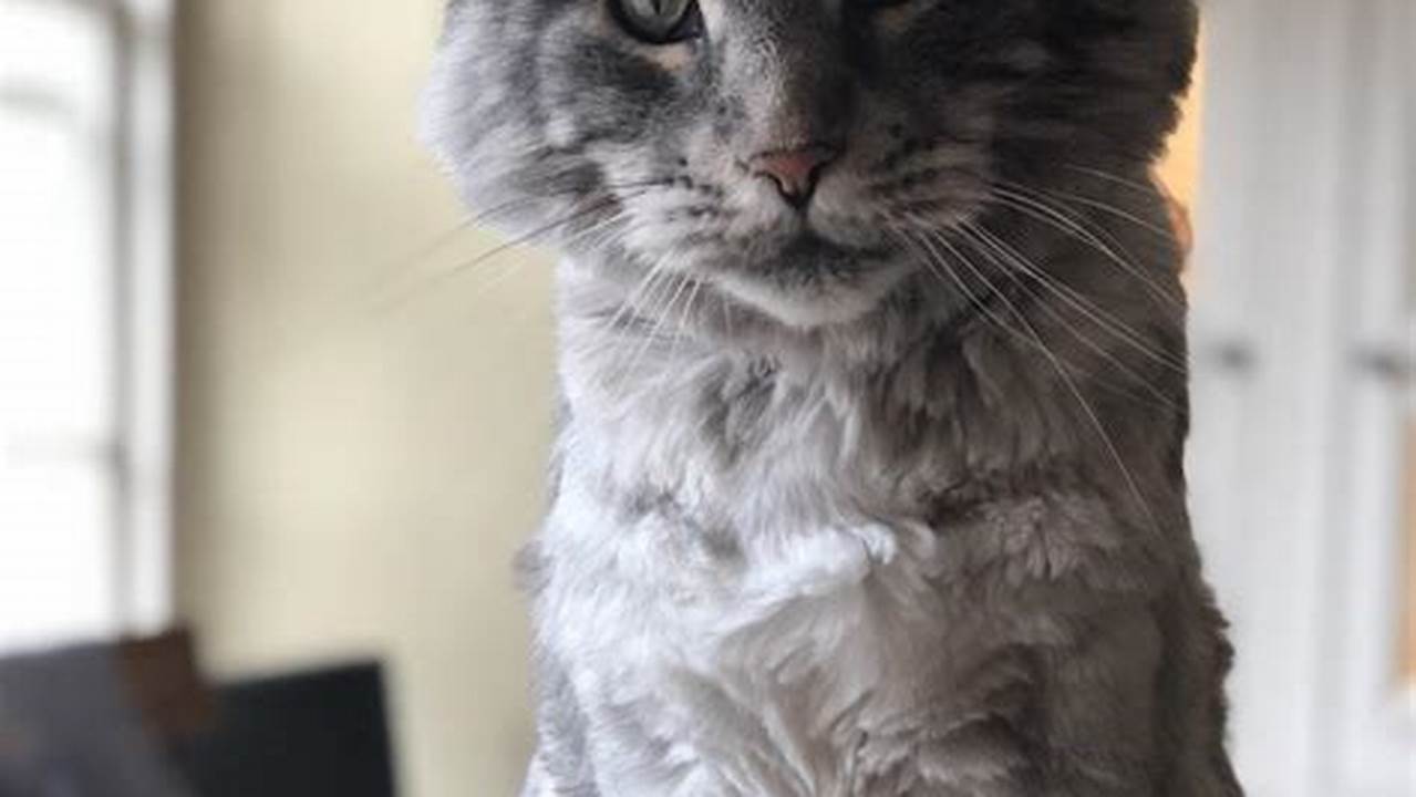 Can You Shave a Maine Coon Cat?
