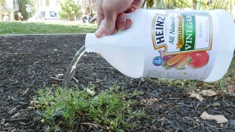 5 Ways to Use Vinegar in the Garden Hacks jardinagem, Garrafa de