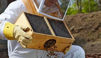Can You Start A Beehive In Your Backyard