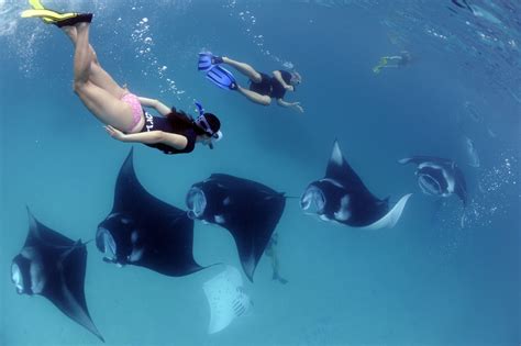 The Adventures of Maui Don Dolphin Dude Manta Ray Swim